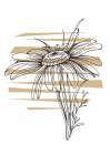 Wild daisy chamomile Art Print