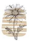 Wild daisy chamomile Art Print
