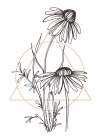 Wild daisy chamomile Art Print
