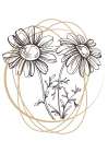 Wild daisy chamomile Art Print
