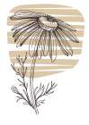 Wild daisy chamomile Art Print