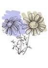 Wild daisy chamomile Art Print