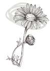 Wild daisy chamomile Art Print