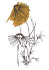 Wild daisy chamomile Art Print
