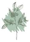 Eucalyptus flowers minimal art Art Print