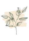 Eucalyptus flowers minimal art Art Print