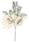Eucalyptus flowers minimal art Art Print