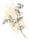 Eucalyptus flowers minimal art Art Print