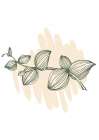 Eucalyptus flowers minimal art Art Print