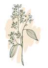 Eucalyptus flowers minimal art Art Print