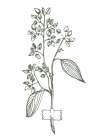 Eucalyptus flowers minimal art Art Print