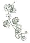 Eucalyptus flowers minimal art Art Print