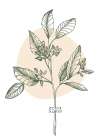 Eucalyptus flowers minimal art Art Print