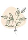 Eucalyptus flowers minimal art Art Print