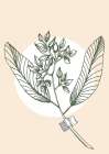 Eucalyptus flowers minimal art Art Print