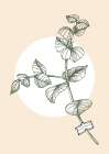 Eucalyptus flowers minimal art Art Print