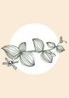 Eucalyptus flowers minimal art Art Print