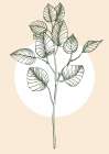 Eucalyptus flowers minimal art Art Print