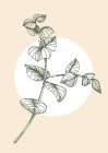 Eucalyptus flowers minimal art Art Print