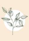 Eucalyptus flowers minimal art Art Print