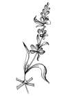 Lavender flowers Art Print