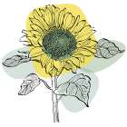 Sunflower minimal art Art Print