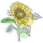 Sunflower minimal art Art Print