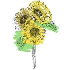 Sunflower minimal art Art Print
