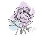 Peonies flowers minimal art Art Print
