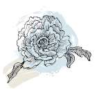Peonies flowers minimal art Art Print