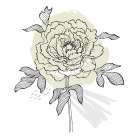 Peonies flowers minimal art Art Print