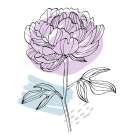 Peonies flowers minimal art Art Print