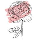 Peonies flowers minimal art Art Print