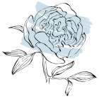 Peonies flowers minimal art Art Print