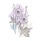 Poppies Art Print