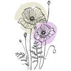 Poppies Art Print