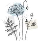 Poppies Art Print
