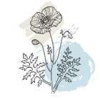 Poppies Art Print