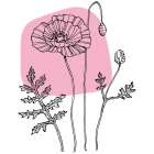 Poppies Art Print