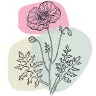 Poppies Art Print