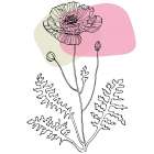 Poppies Art Print