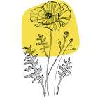 Poppies Art Print