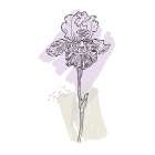 Irises Art Print