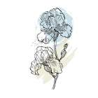 Irises Art Print