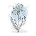 Irises Art Print