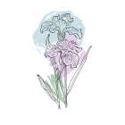 Irises Art Print