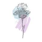 Irises Art Print