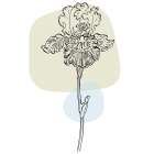 Irises Art Print