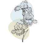 Irises Art Print