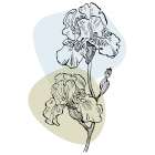 Irises Art Print
